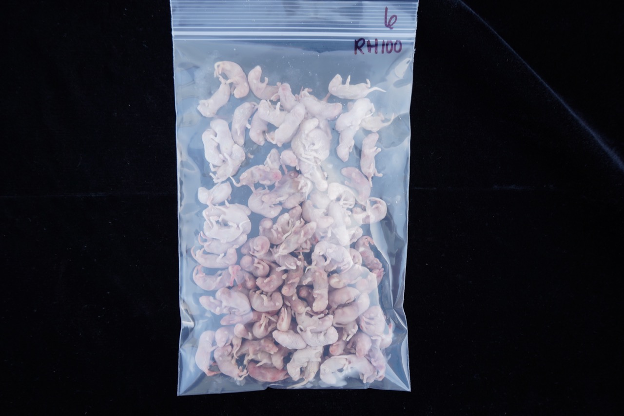 Cold Blooded Cafe Red Hot Pinky Mice 100ct